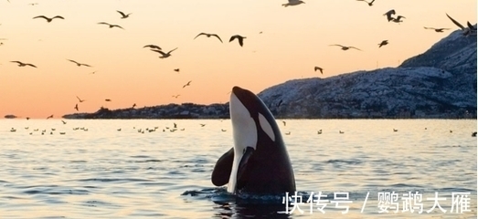 鯨魚一次排泄200升，明明污染海洋，為何被認為'價值連城'？——探秘藍鯨的海洋'黃金雨'